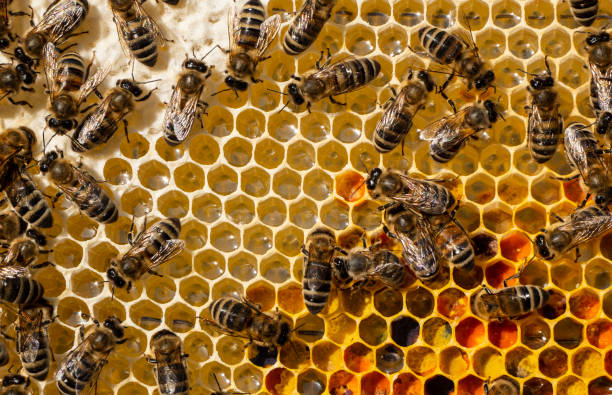 istock Flower pollen, nectar and honey in comb. 1415113047