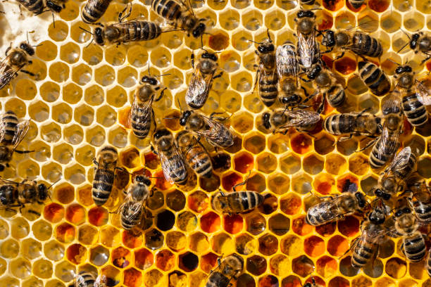 istock Flower pollen, nectar and honey in comb. 1415113050