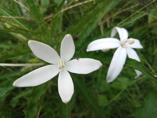 istock Aesthetic flower photos 1415114000