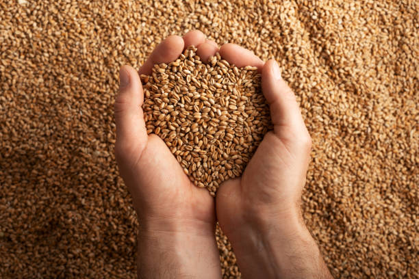 istock Human caucasian handfuls with wheat kernels over grain background 1415114238
