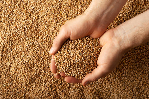 istock Human caucasian handfuls with wheat kernels over grain background 1415114295