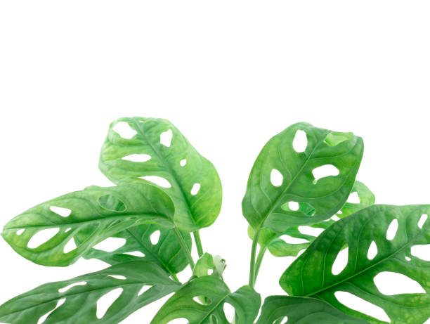 istock Monstera adansonii (Monstera Obliqua Miq) Monkey leaf swiss cheese plant isolated on a white background. 1415115055
