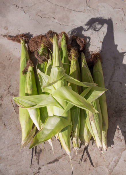istock corn cobs on a concrete background in the bright light of the sun 1415115466