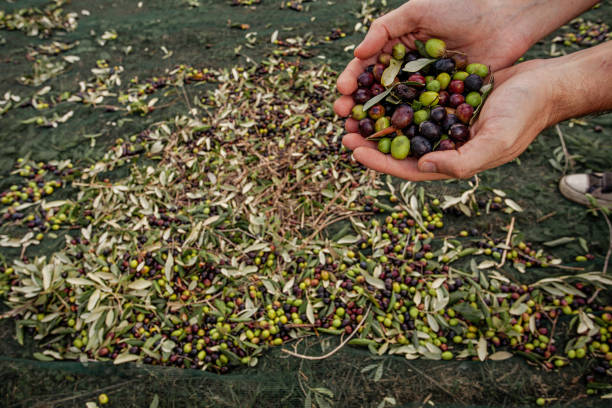 istock Olives harvesting for olive oil production 1415115667