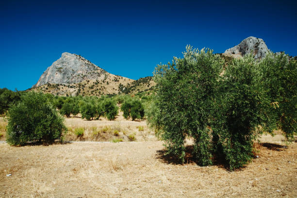 istock Olive tree field in Tuscany 1415115737