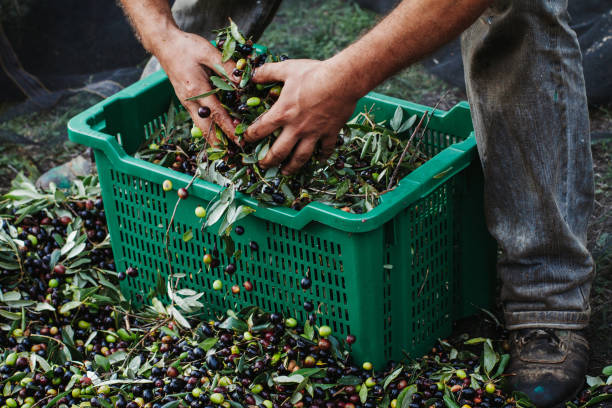 Olives harvesting for olive oil production stock photo