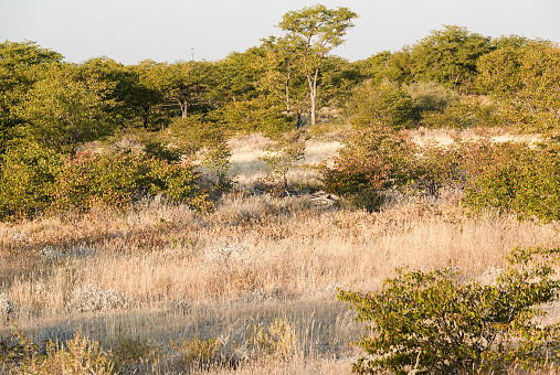 Savannah at Etosha National Park in Kunene Region, Namibia