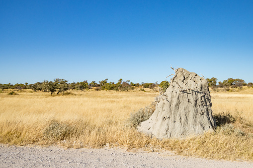 Termite Mound at Etosha National Park in Kunene Region, Namibia