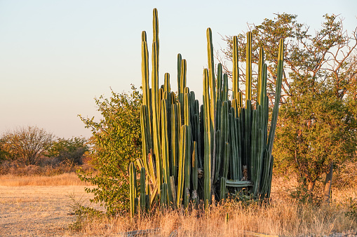 Columnar Cactus at Etosha National Park in Kunene Region, Namibia