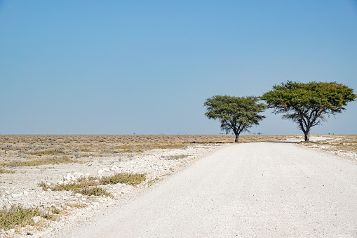 Acacia Tree at Etosha National Park in Kunene Region, Namibia