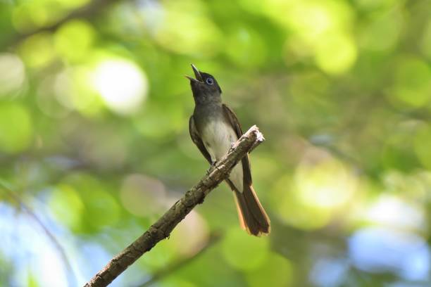 istock A female Japanese Paradise Flycatcher perched on a branch 1415116937