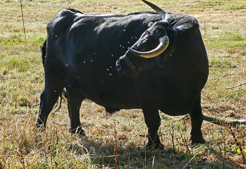 A black dexter cow annoyed about flies.