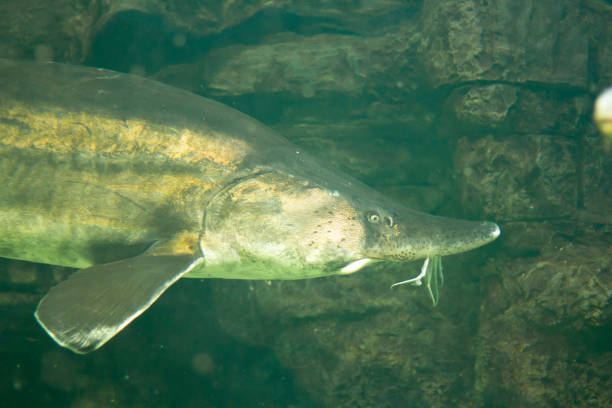 istock Beluga (sturgeon) swimming underwater in an aquarium 1415121712