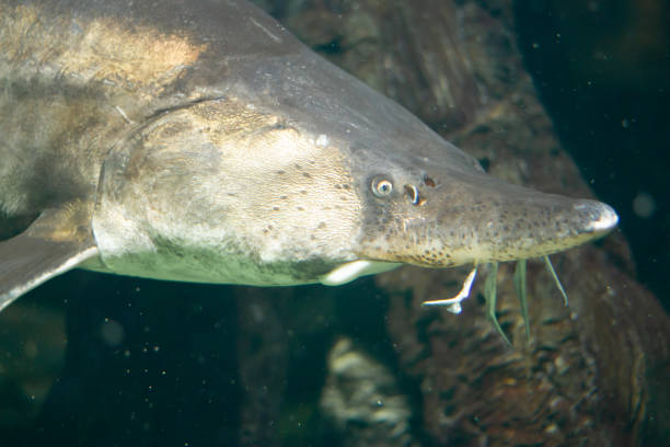 istock Beluga (sturgeon) swimming underwater in an aquarium 1415121949