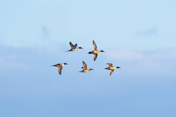 istock A flock of northern pintail flight 1415122008