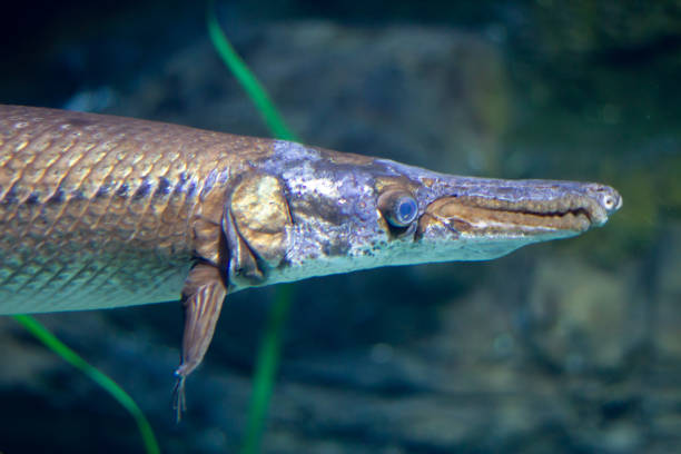 Shortnose gar (Lepisosteus platostomus) swimming underwater in an aquarium