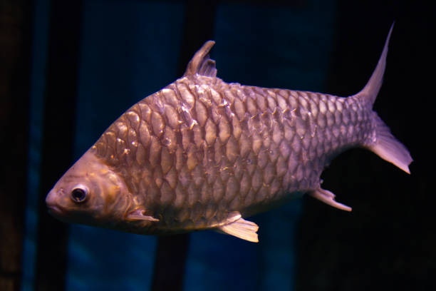 istock Silver bream (Blicca bjoerkna) swimming underwater in an aquarium 1415122117