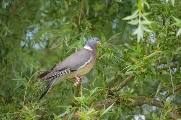 istock A common wood pigeon sitting on a tree 1415122379