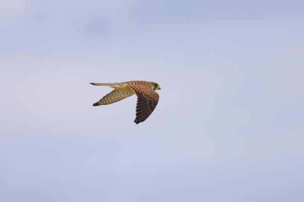 istock A Common Kestrel in flight on a cloudy day in summer 1415122394