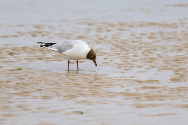 A black-headed gull walking on the beach
