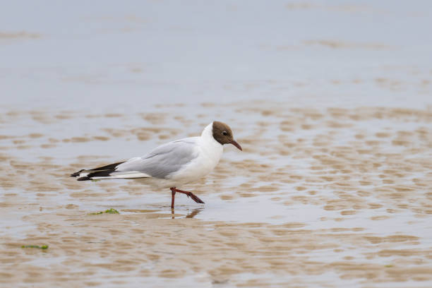 istock A black-headed gull walking on the beach 1415122928