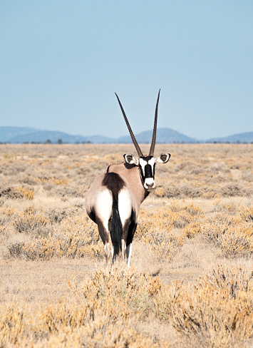Gemsbok (Oryx) at Etosha National Park in Kunene Region, Namibia