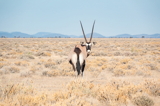 Gemsbok (Oryx) at Etosha National Park in Kunene Region, Namibia