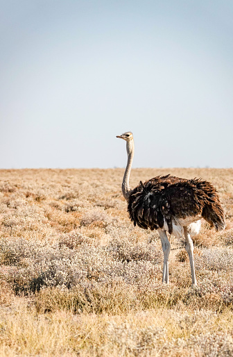 Ostrich at Etosha National Park in Kunene Region, Namibia