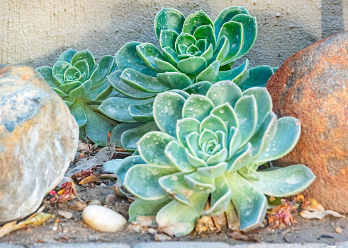 Echeveria at Windhoek in Khomas Region, Namibia