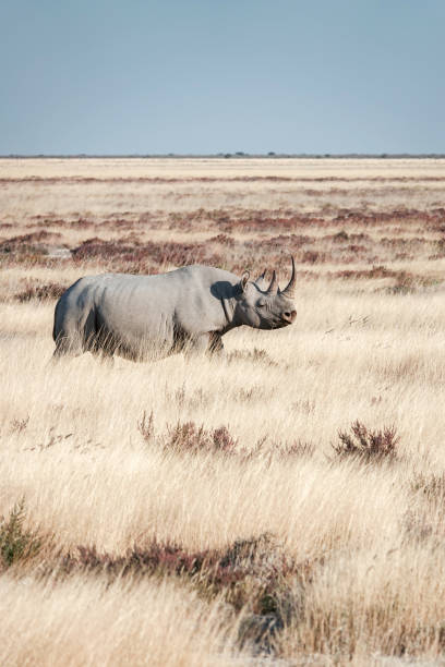 Black Rhinoceros in Etosha National Park at Kunene Region, Namibia stock photo