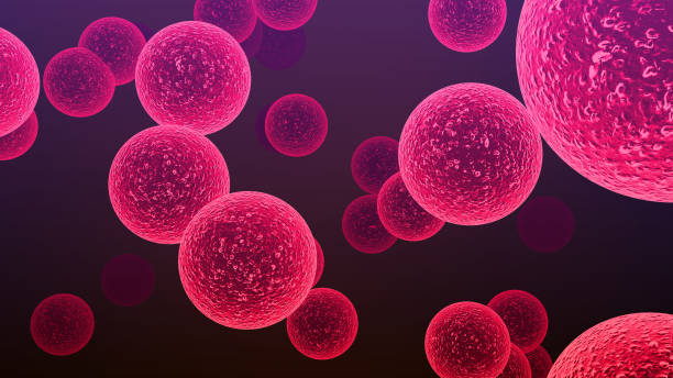 Streptococcus bacteria. Streptococcus species are responsible for pharyngitis, meningitis, bacterial pneumonia, endocarditis and necrotizing fasciitis. Streptococcus bacteria. Streptococcus species are responsible for pharyngitis, meningitis, bacterial pneumonia, endocarditis and necrotizing fasciitis. staphylococcal enterotoxicosis stock pictures, royalty-free photos & images