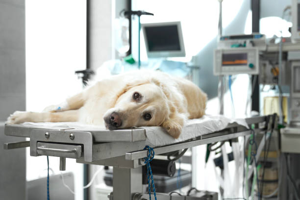 Close up of dog lying on operating table stock photo