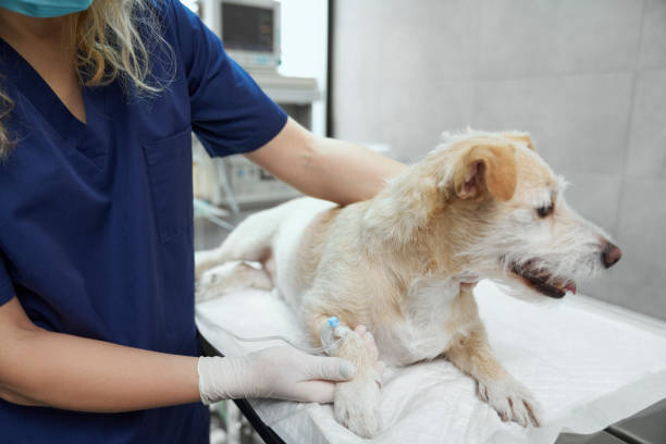 istock Little dog lying on operating table at the hospital 1415124431