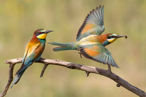 istock One bee-eater sits on a branch, the second hunts for prey 1415124756