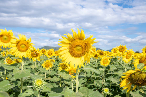 Spring landscape with blooming sunflower field at sunset