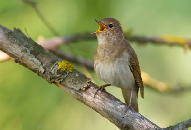 Thrush Nightingale, Luscinia luscinia. A bird sits on a tree branch and sings Thrush Nightingale, Luscinia luscinia. A bird sits on a tree branch and sings nightingale stock pictures, royalty-free photos & images