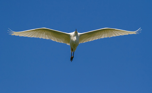 Great Egret, Ardea alba. The bird flies on a background of blue sky