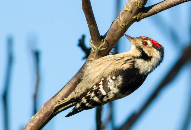 Lesser Spotted Woodpecker, Dryobates minor, Dendrocopos minor. The smallest woodpecker sits on a tree branch Lesser Spotted Woodpecker, Dryobates minor, Dendrocopos minor. The smallest woodpecker sits on a tree branch lesser spotted woodpecker stock pictures, royalty-free photos & images