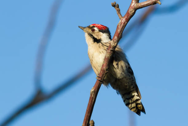 Lesser Spotted Woodpecker, Dryobates minor, Dendrocopos minor. The smallest woodpecker sits on a tree branch Lesser Spotted Woodpecker, Dryobates minor, Dendrocopos minor. The smallest woodpecker sits on a tree branch lesser spotted woodpecker stock pictures, royalty-free photos & images
