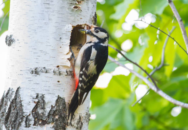 great spotted woodpecker, dendrocopos major. the female brought food for the chicks and sat at the hollow - woodpecker major wildlife nature imagens e fotografias de stock