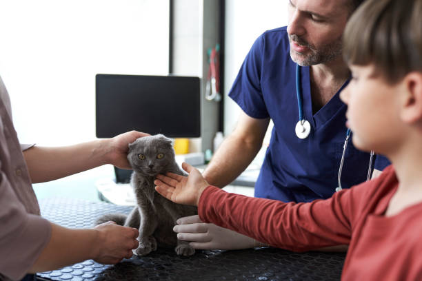 istock Woman with son has a visit in doctor's office with cat 1415126173