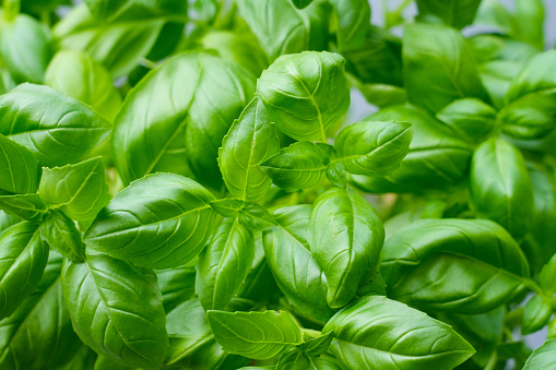 Fresh basil leaves close-up. Ocimum basilicum. Green herbal background.