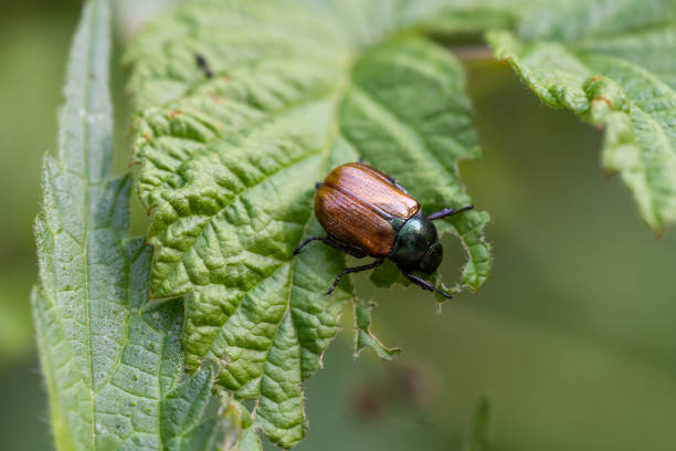 istock Garden chafer close-up on a leaf. Phyllopertha horticola. 1415129895