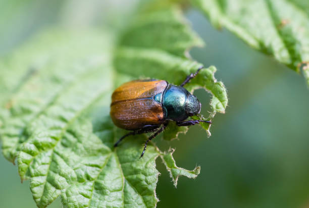 istock Garden chafer close-up on a leaf. Phyllopertha horticola. 1415129901