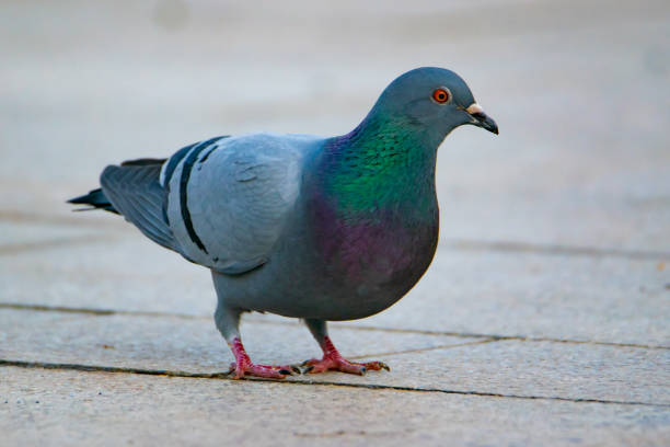 istock Pigeon in the town square 1415130008