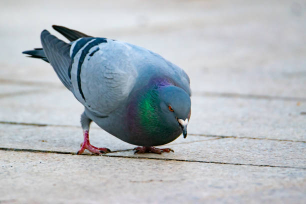 istock Pigeon in the town square 1415130011