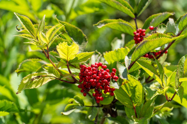 Red elderberry fruits close-up. Sambucus racemosa. Red elderberry fruits close-up. Sambucus racemosa. sambucus racemosa stock pictures, royalty-free photos & images
