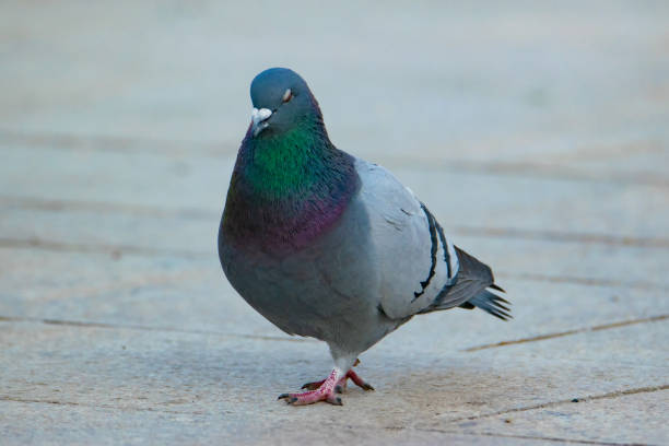 istock Pigeon in the town square 1415130174