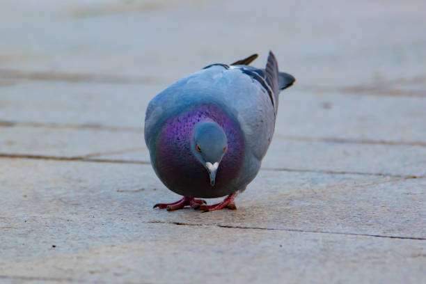 istock Pigeon in the town square 1415130202