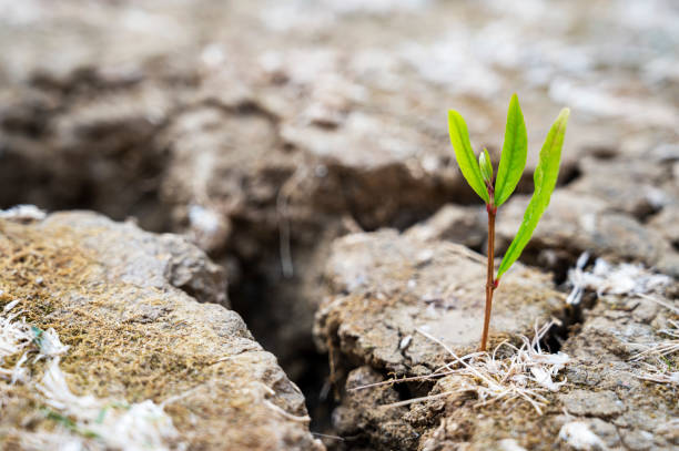 istock Small green growing tree on cracked dry soil, global warming concept. Abstract enviroment, climate change. 1415130431